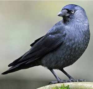 jackdaw1_earlyalan90