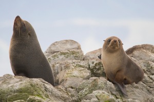 bay-of-islands-fur-seals
