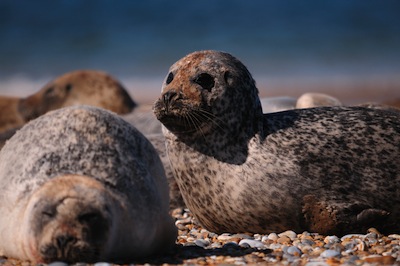 Seals_Blakeney
