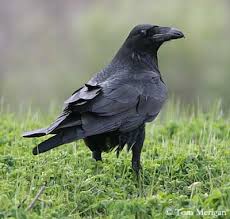 crow