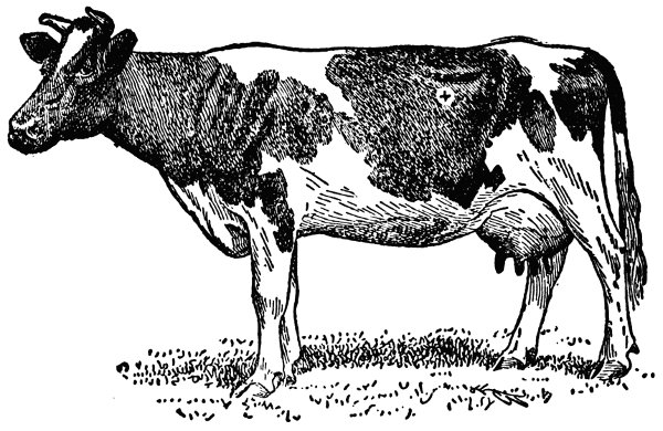 cow
