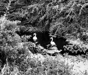 swan dyke