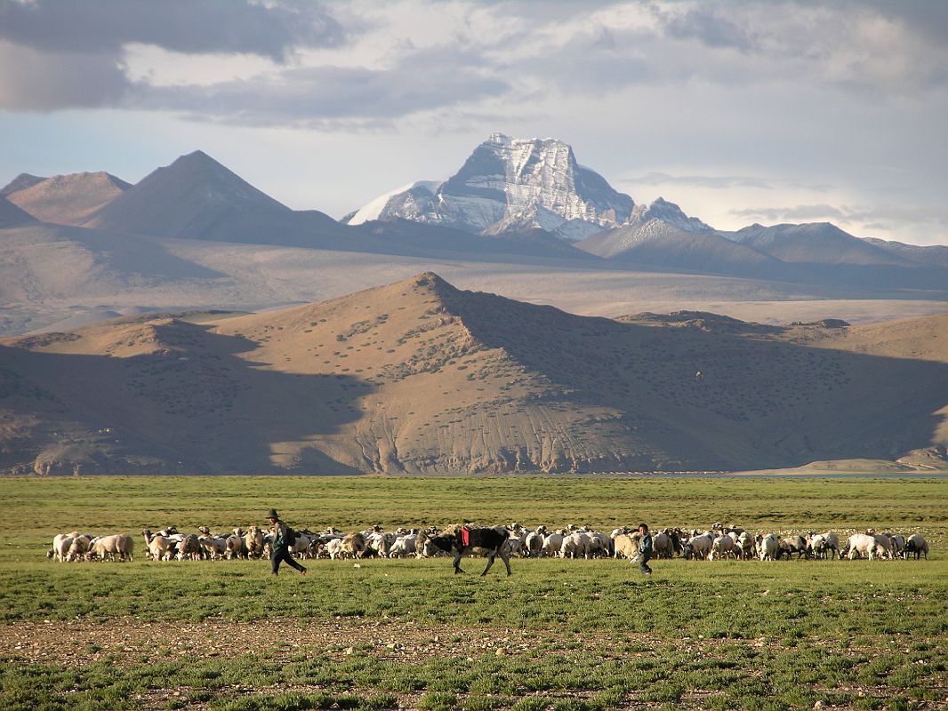 Tibet Kailash 11 Back 08 Shishapangma Checkpoint Shepherd with mountains behind