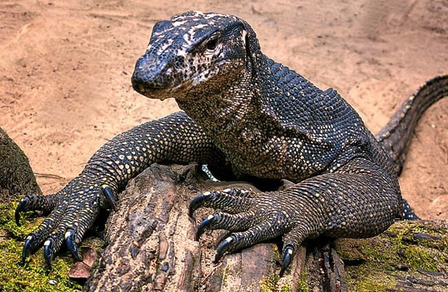 Water-Monitor-5-650x425